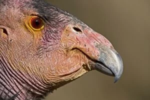 Images Dated 29th October 2009: California Condor - controlled conditions - California - USA