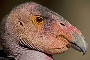 California Condor - controlled conditions - California - USA