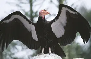 Condor Prints: California Condor FG 11928 Wings outstretched Gymnogyps californianus © Francois Gohier / ARDEA LONDON