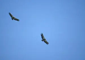Condor Prints: California Condor - Two in flight