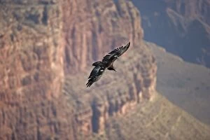 California Condor - in flight over canyon