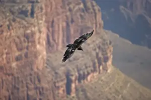 Condor Prints: California Condor In flight over canyon - Arizona- Airborne - Endangered species-First reintroduced to Arizona in 1996