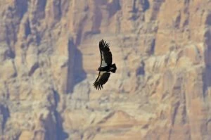 Images Dated 12th March 2008: California Condor - in flight near the Vermillion Cliffs - eastern end of Grand Canyon National