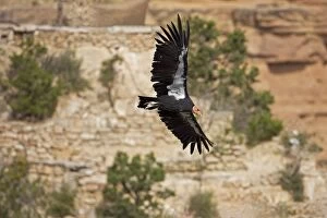 Images Dated 25th August 2008: California Condor - In flight showing tags - Utah - USA