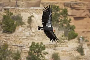 Condor Prints: California Condor - In flight showing tags - Utah - USA