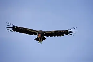 California Condor - Immature male in flight showing tags - Utah - USA