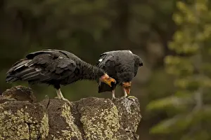 Condor Prints: California Condor - Immature male - Utah - USA
