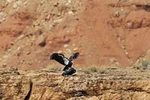 Images Dated 11th March 2008: California Condor - mating - near Grand Canyon National Park - Arizona - USA _C3A0079