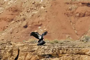Stock Prints: California Condor - mating - near Grand Canyon National Park - Arizona - USA _C3A0079
