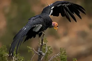 Condor Prints: California Condor - Mature showing wing tag - Utah - USA