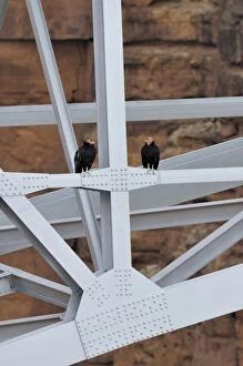 Images Dated 11th March 2008: California Condor - sitting on Navajo Bridge across Marble Canyon - (Colorado River)