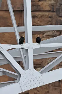 Condor Prints: California Condor - sitting on Navajo Bridge across Marble Canyon - (Colorado River)