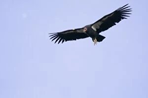 California Condor - soaring on thermals