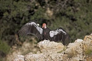 Images Dated 23rd August 2008: California Condor - Sunning itself on rock showing wing tags - Utah - USA