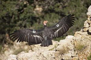 Images Dated 23rd August 2008: California Condor - Sunning itself on rock showing wing tags - Utah - USA