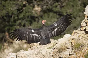California Condor - Sunning itself on rock showing wing tags - Utah - USA