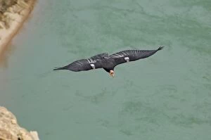 Images Dated 12th March 2008: California Condor - with tags - in flight over Colorado River - Grand Canyon National Park