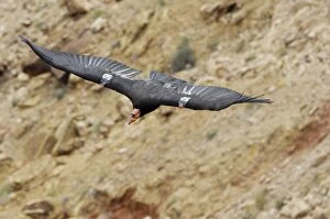 Images Dated 12th March 2008: California Condor - with tags - in flight - Marble Canyon - Grand Canyon National Park - Arizona