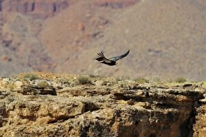 Images Dated 9th March 2008: California Condor - with tags - in flight - near Marble Canyon (Colorado River)