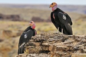 Images Dated 11th March 2008: California Condor - with tags - near Marble Canyon (Colorado River)