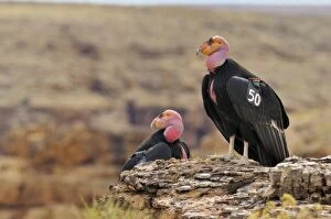 Images Dated 11th March 2008: California Condor - with tags - near Marble Canyon (Colorado River)