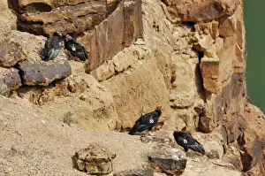Condor Prints: California Condors - with tags - perched on rocks - Grand Canyon National Park - Arizona - USA _CXA2346