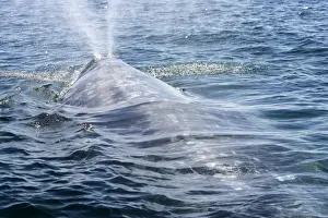 California gray whale, adult - Photographed in San Ignacio Lagoon, Baja California South, Mexico