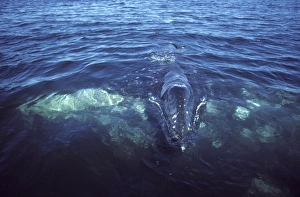 California Gray Whale - Mother and calf