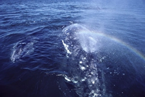 Grey Whale - Mother & calf