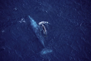 Southern Right Whale - Surfacing