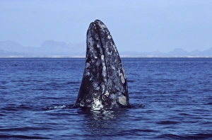 Gray Whale - spyhopping