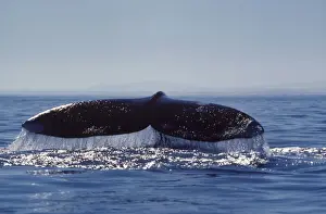 Fluke Prints: California Gray Whale - Tail (Flukes)