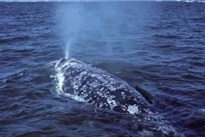 Spraying Prints: California Grey whale, adult San Ignacio Lagoon, Baja California South, Mexico