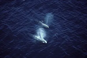 Spraying Prints: California Grey whale - Aerial view of two adult whales