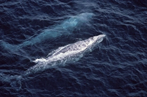 California Grey whale, adult
