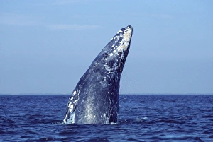 Grey WHALE - breaching