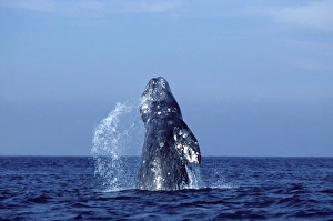 Grey WHALE - breaching