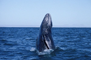 Grey WHALE - breaching