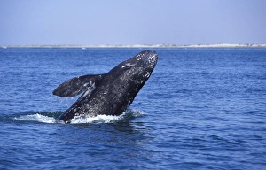 Grey WHALE - breaching