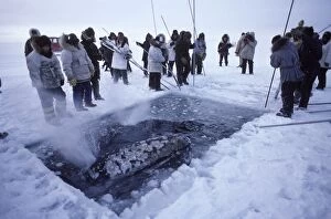 California Grey whale - Grey whales trapped in ice