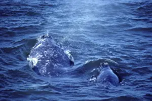 California Grey Whale - Mother and calf, swimming on a windy day in Magdalena Bay, Baja California South, Mexico. EB 160