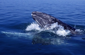 Grey Whale - Mother & calf