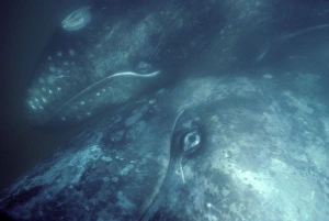 Grey Whale - Mother & calf