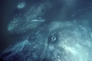 California Grey whale - Underwater photo of a mother and calf. The mother is turned sideways, looking up towards the surface; the calf is alongside, touching her body. San Ignacio Lagoon, Baja California South, Mexico EB 241