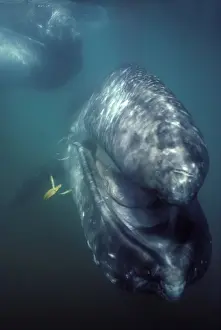 California Grey whale - underwater portrait of a calf; the mother is in the upper left hand corner. The calf approched the boat and the camera. For a few seconds he opened his mouth