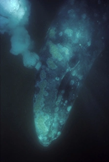 California Grey whale - underwater view of an adult at the moment it is diving and exhaling a large volume of air California Grey whale - underwater view of an adult at the moment it is diving and exhaling a large volume of air