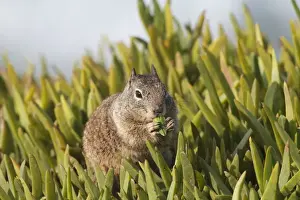 Spermophilus Prints: California Ground Squirrel - feeding - Lajolla cliffs in San Diego