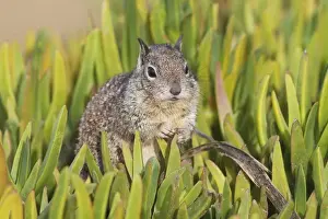 California Ground Squirrel - Lajolla cliffs in San Diego, California, USA in January