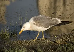 Environmental Prints: California Gull - eating Alkali Flies along the shore of Mono Lake. California, USA
