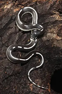 Kingsnakes Prints: California Kingsnake (aberrant phase) - controlled conditions - USA